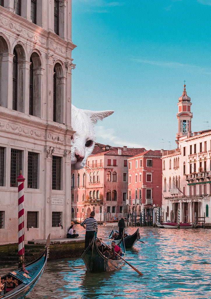 Venetian Cat